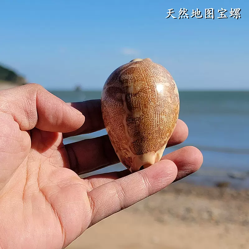 地图宝螺精品收藏级标本螺橱窗设计装饰创意礼物贝壳天然海螺贝壳