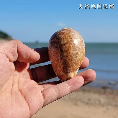 地图宝螺精品收藏级标本螺橱窗设计装饰创意礼物贝壳天然海螺贝壳