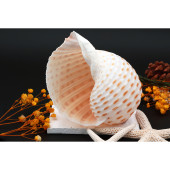 天然大海螺贝壳琴螺鱼缸造景装 饰摆件寄居蟹替换壳卷贝鱼繁殖罐