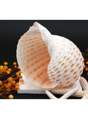 天然大海螺贝壳琴螺鱼缸造景装饰
