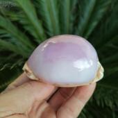 天然海螺贝壳稀有地图珍珠抛光白紫宝螺 收藏精品标本螺橱窗摆件