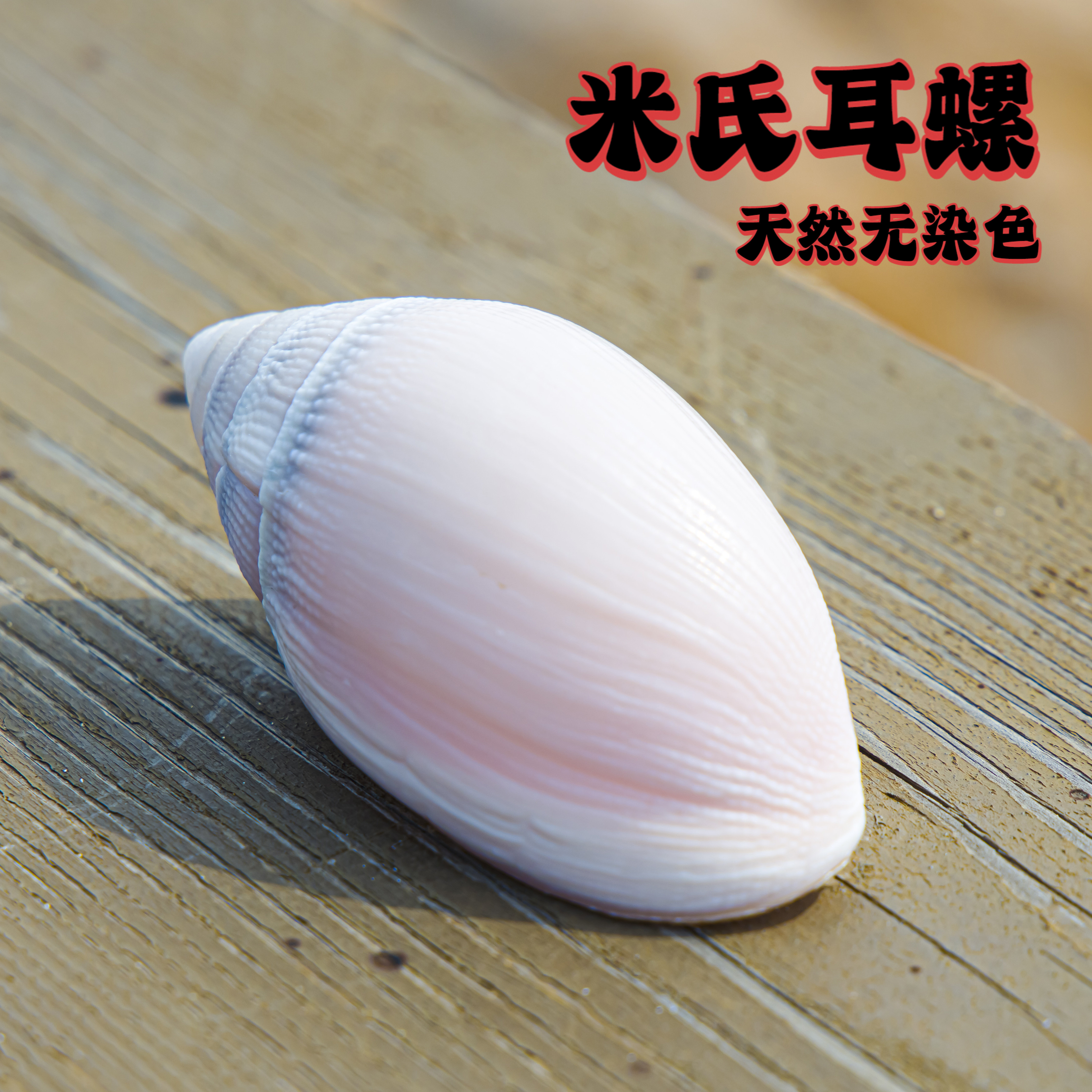 天然米氏耳螺贝壳粉白色无染色海螺标本收藏装饰鱼缸造景