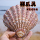 天然无染色狮爪贝海螺贝壳手工艺品装 饰收藏