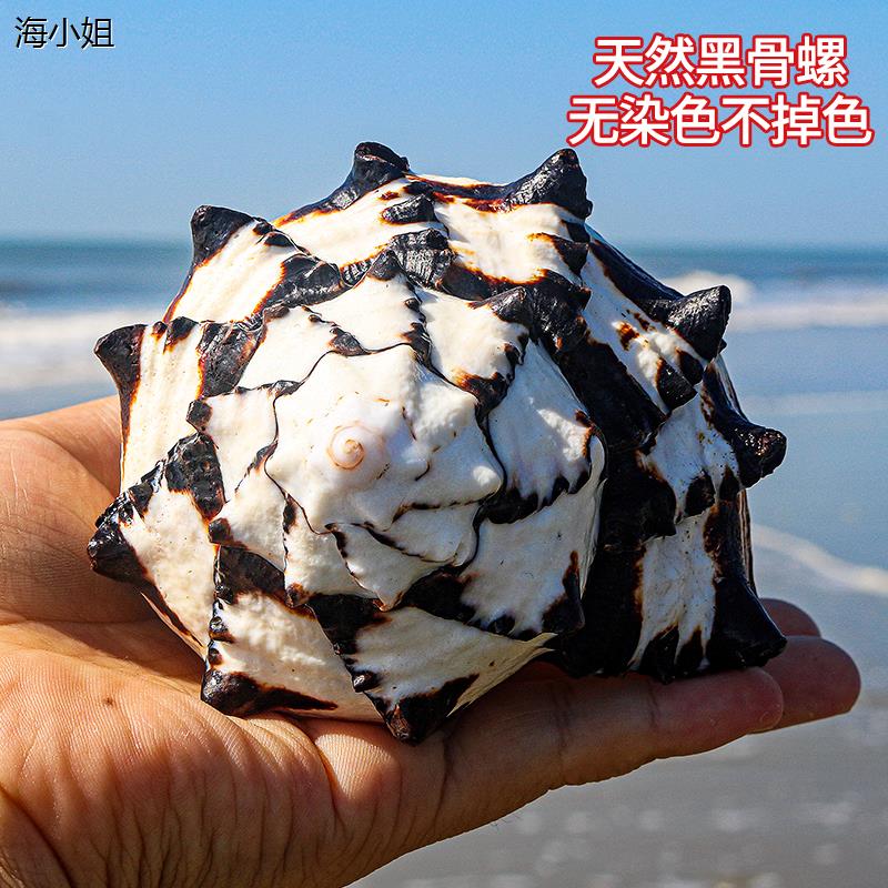 黑骨螺鱼缸造景创意礼品