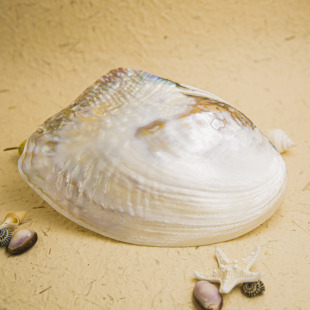 天然海螺贝壳超大三角珍珠单片蚌壳地中海家居装饰创意收藏摆件