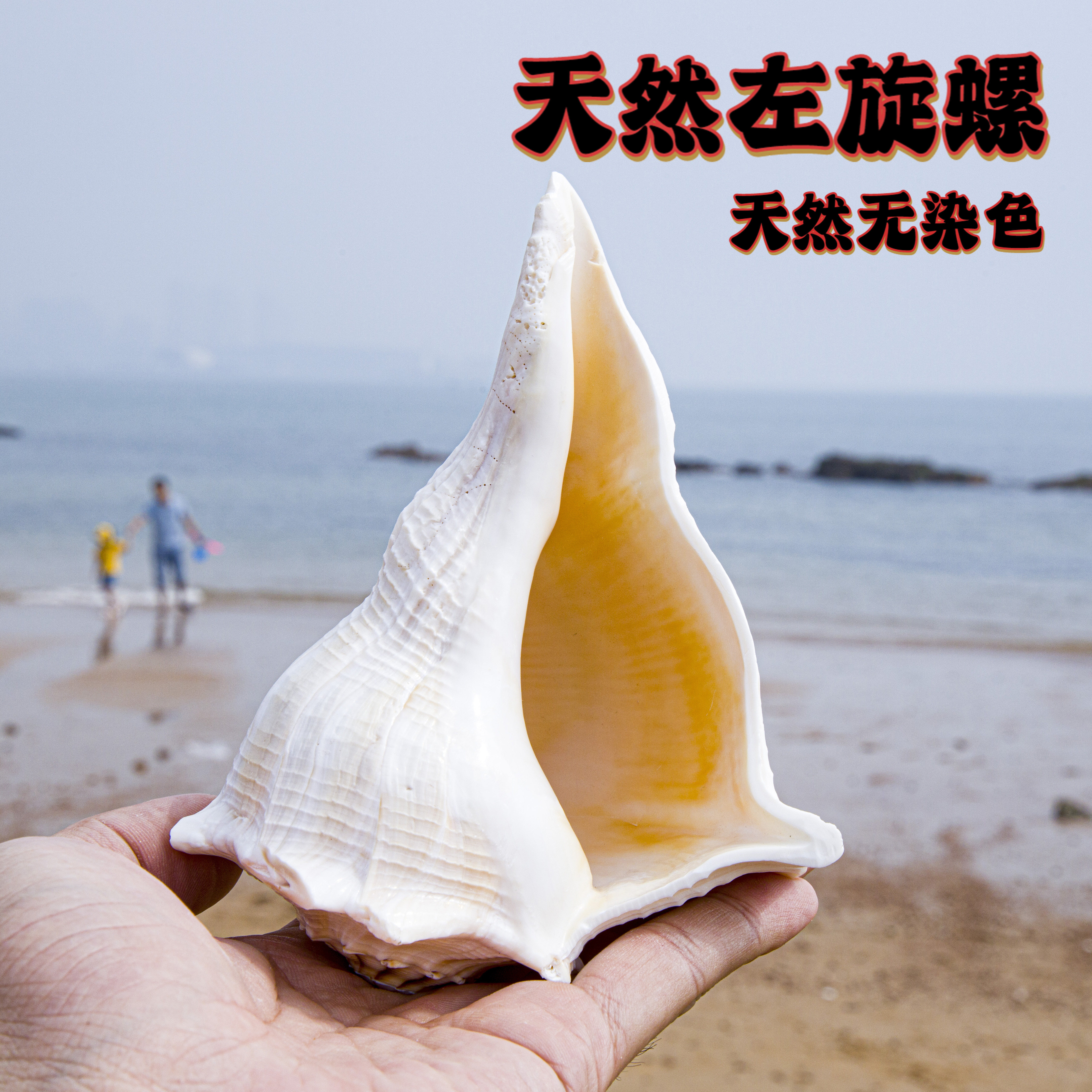 天然左旋螺贝壳海螺天然无染色大号观赏装饰品鱼缸造景标本