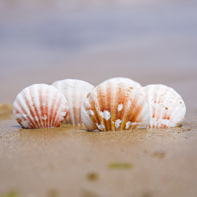 天然海螺贝壳浮雕扇贝壳
