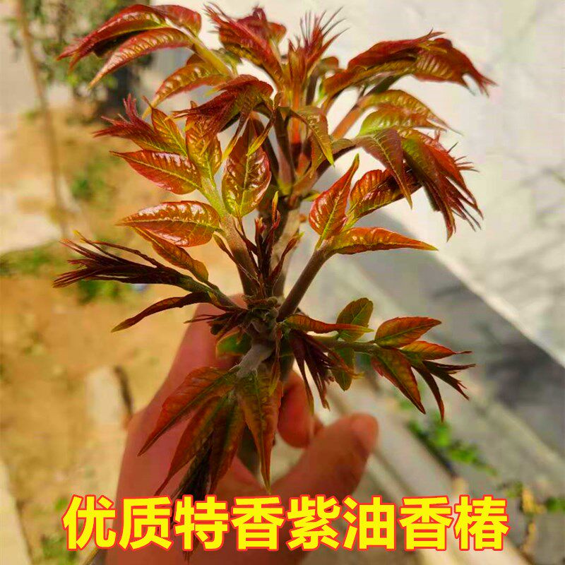 红油绿油香椿苗树盆栽南方食用地栽北方种植老桩新鲜带土香椿树苗