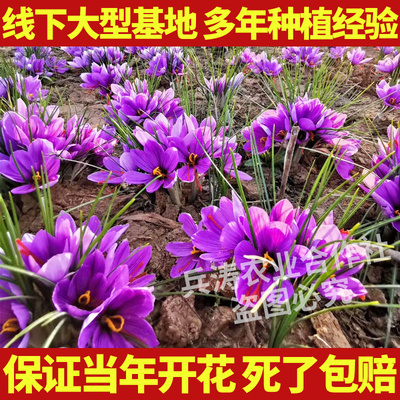 药用藏红花种球室内阳台