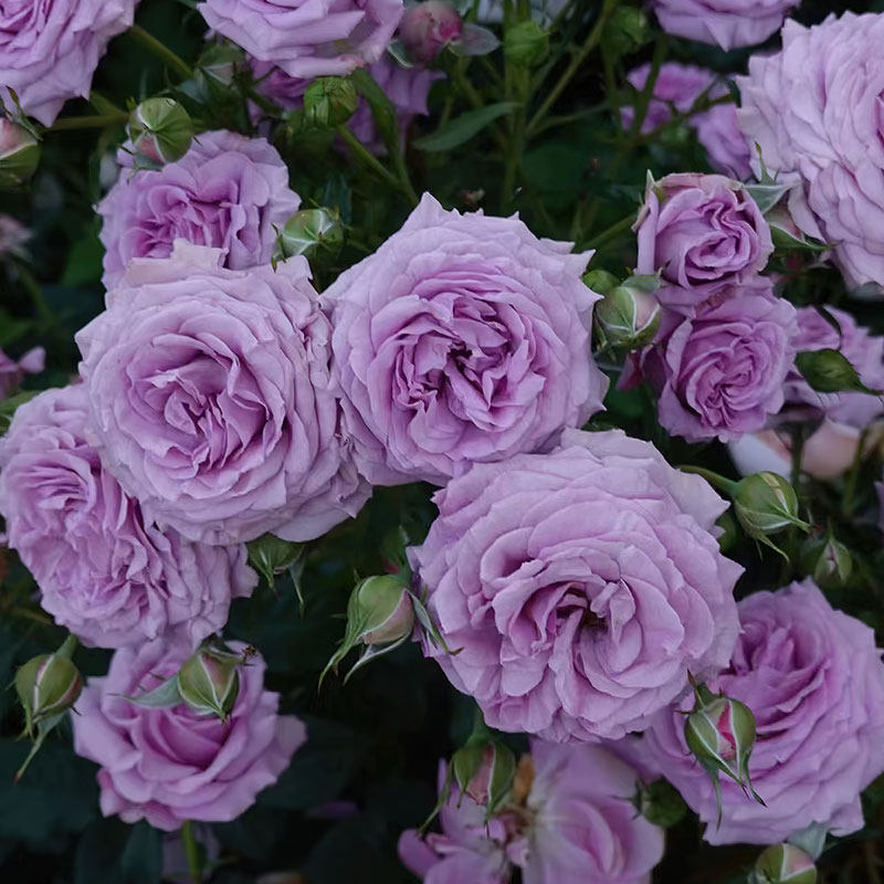 木上拏花 | 紫罗兰的骄傲/维奥莱特的荣耀月季 灌木大花 多头群开