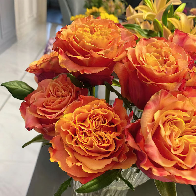 木上拏花 | 牙买加月季 灌木大花 切花玫瑰 直立勤花 抗病多季