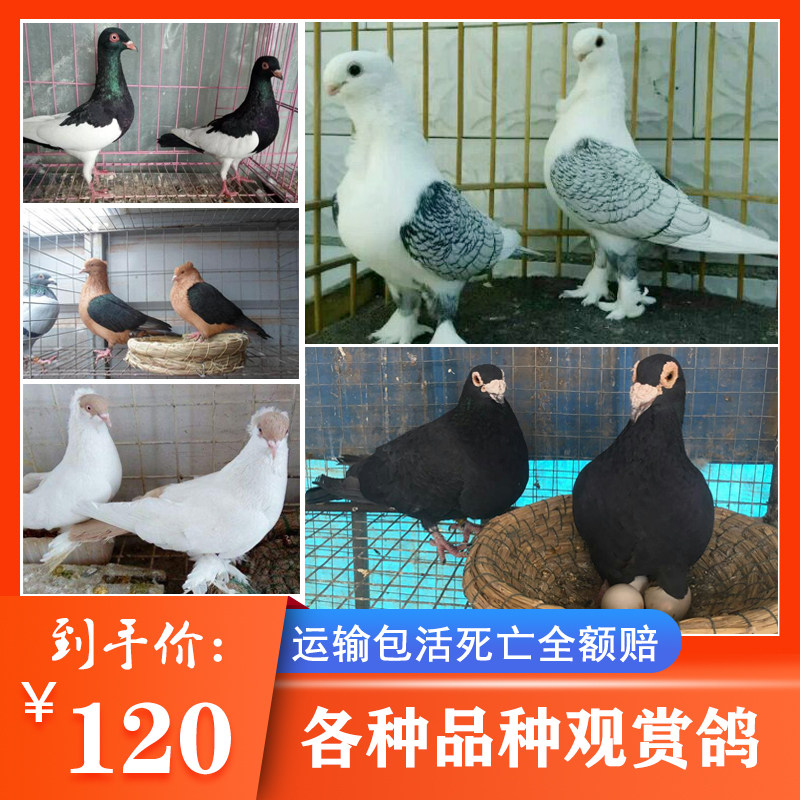 精品黑细花淑女观赏鸽子活体成年喜鹊种鸽天使青年大鼻子幼鸽一对