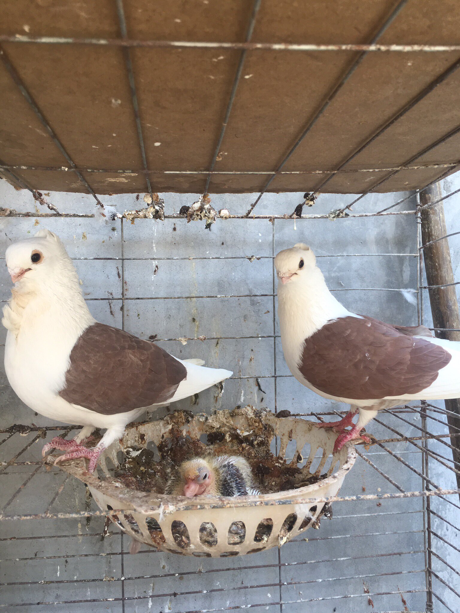 活体鸽子红秀鸽成年观赏鸽种鸽宠物鸽青年幼鸽黄秀公母鸟包活一对