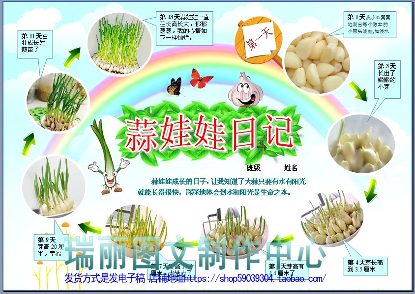 大蒜生长观察日记彩色电子小报蒜苗植物成长记录手抄报板报1585