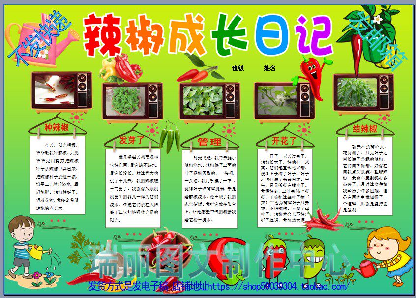 辣椒成长日记彩色电子小报模板植物生长观察笔记手抄报小学生3325