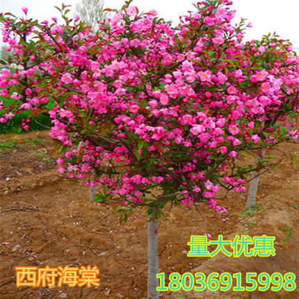 嫁接西府海棠垂丝海棠北美海棠花小区庭院绿化工程苗四季适宜种植