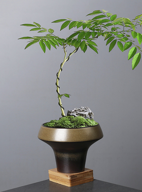 桌面水培苔藓球绿植专用陶瓷花盆