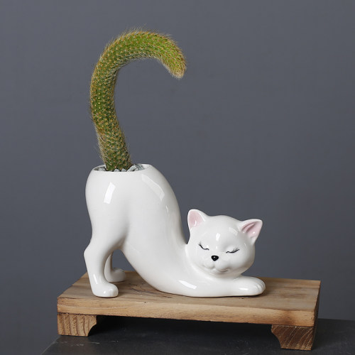 动物猫咪尾巴猴尾柱仙人掌花盆