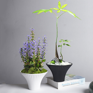 铜钱草绿萝水培器皿陶瓷花盆家用苔藓球托盘蕨类蝴蝶兰茶室桌面