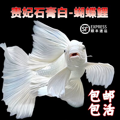 台湾蝴蝶鲤观赏鱼活体