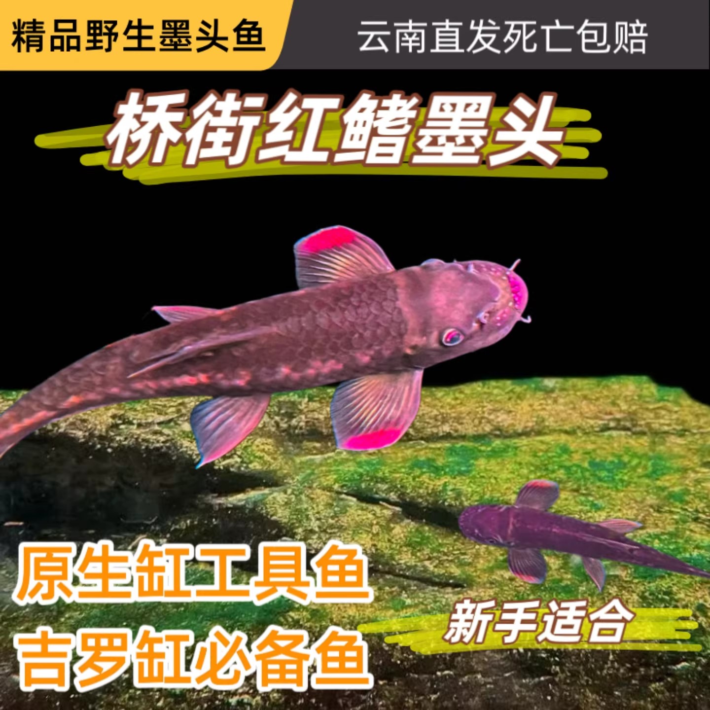 桥街墨头吉罗缸除藻鱼吃青苔图片