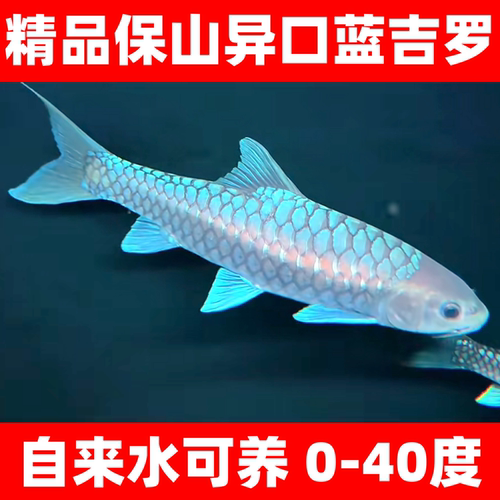 保山蓝吉罗冷水溪流观赏鱼原生鱼