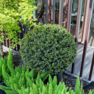 龟甲冬青球完美先令冬青球冬青树球地栽耐寒庭院绿化植物四季常青