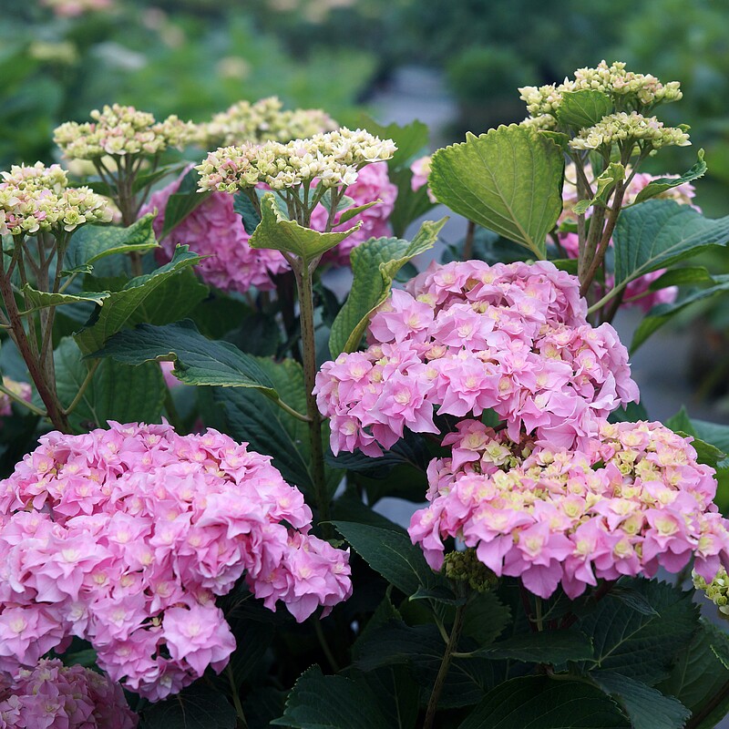 简影花园 你我的银河新老枝开花大花绣球八仙花阳台庭院盆栽绿植