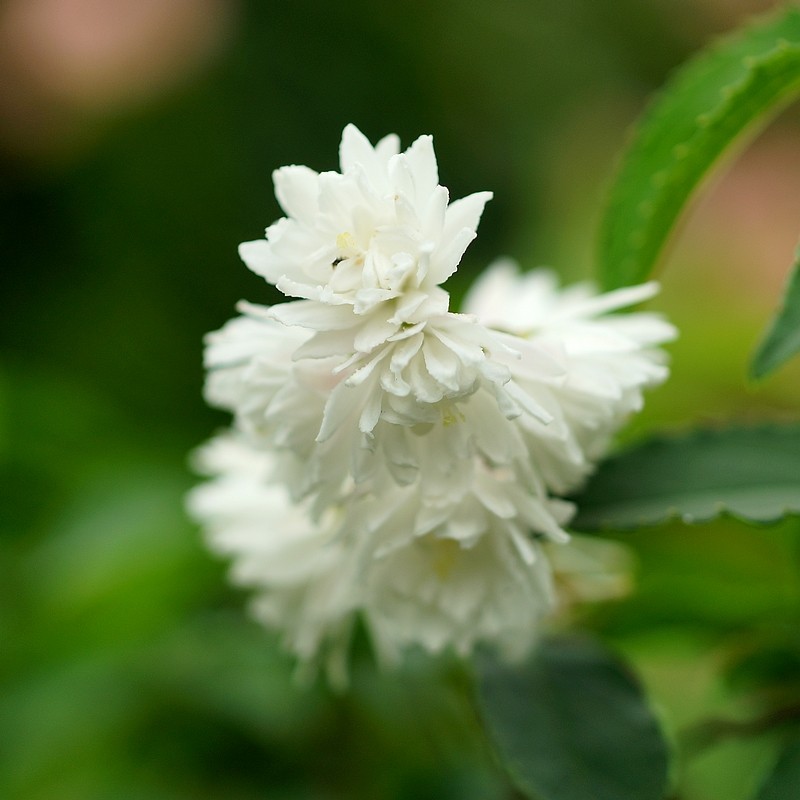 简影花园 罗切斯特的荣耀 白色重瓣溲疏 多年生落叶耐热庭院灌木