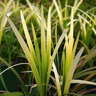 简影花园 纯金啤酒多年生彩色常绿矮葶阔叶山麦冬耐热耐寒常绿