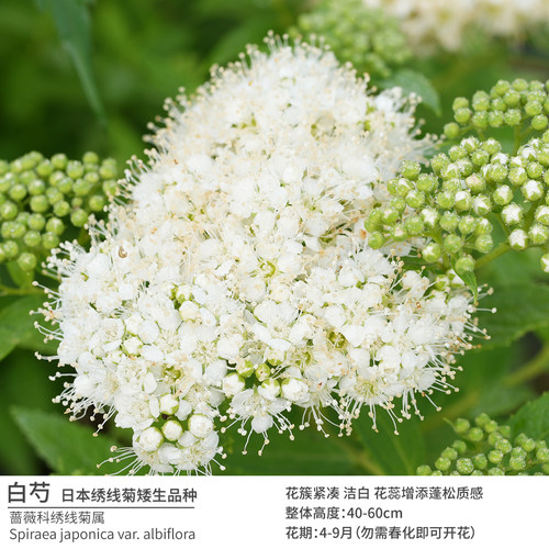 白芍矮生白花绣线菊无需春化