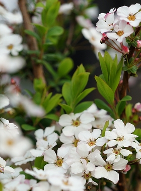 简影花园 喷雪花 粉色/白色雪柳 庭院楼顶耐热耐寒花多年生灌木