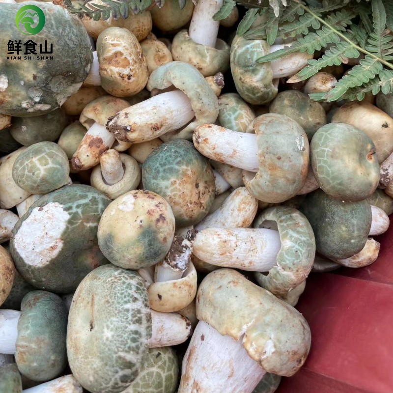 云南野生菌青头菌见手青顺丰包邮