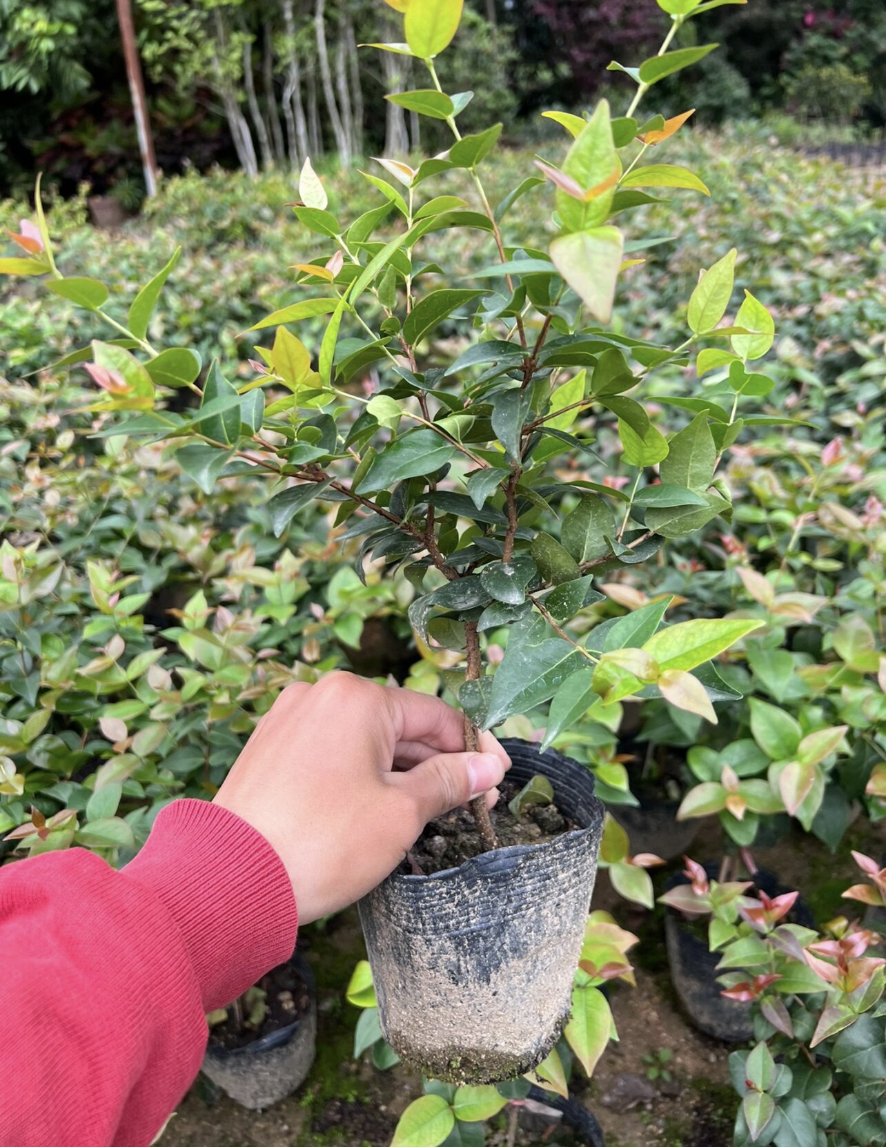 红果仔树红果树苗果实变色如红灯笼可食用庭院盆栽植灯笼红果树苗