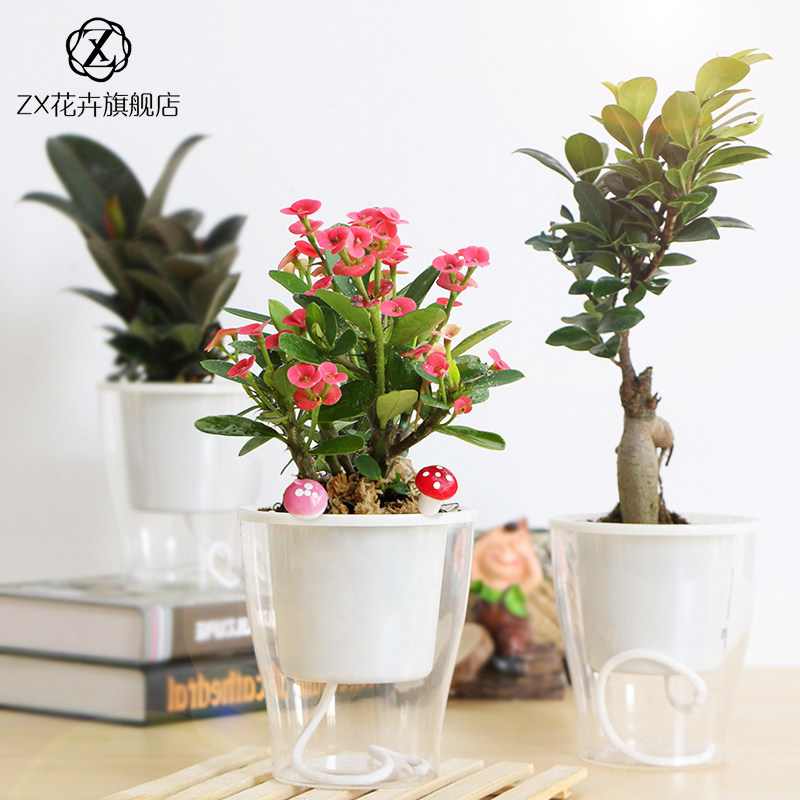 [Base straight hair]Dracaena sanderiana Pachira Potted plant Hydroponics Foliage Botany purify atmosphere Absorb formaldehyde Green plantin the Flower delivery/Flowers simulation/Plants gardening , Flowers/Potted plants (New) , Plants  category - from Buy2taobao.com to provide professional Taobao agent buy service
