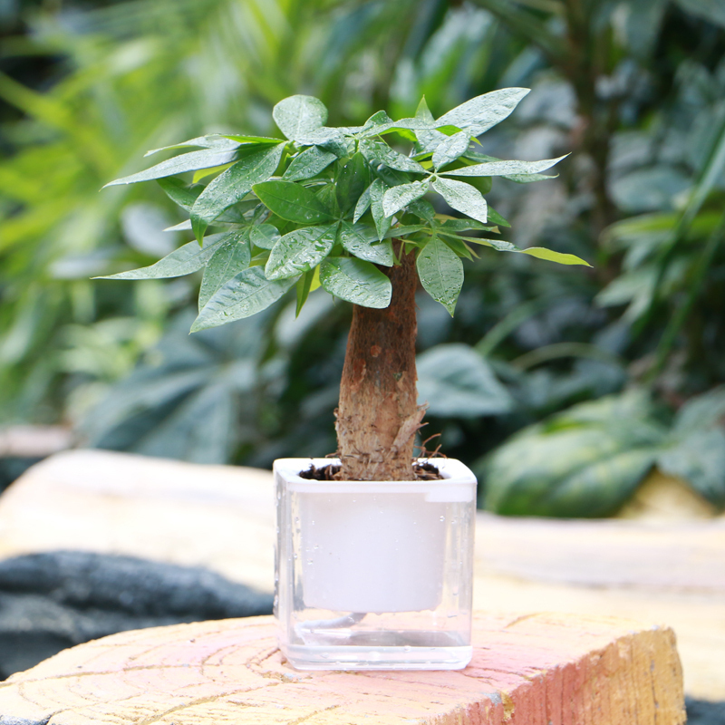 [基地直发]水培绿植室内观叶植物绿萝净化空气吸收甲醛盆栽在类目 鲜花速递/花卉仿真/绿植园艺, 花卉/绿植盆栽（新）, 绿植中 - 来自Buy2taobao.com提供专业的淘宝代购服务