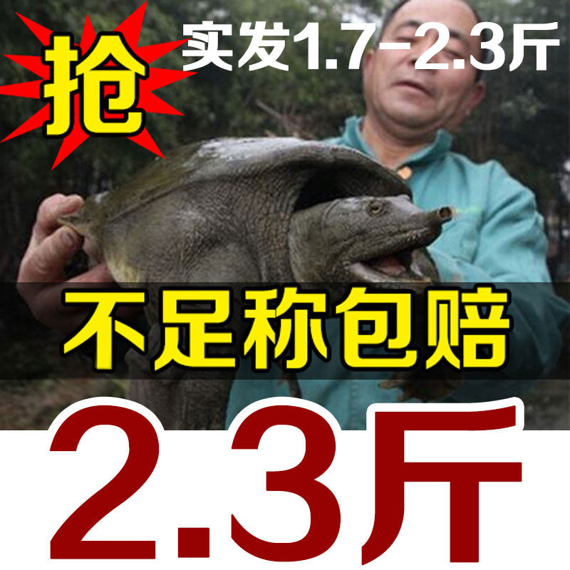 大甲鱼活体包邮王八海鲜活生态特产中华老鳖团水鱼农家生新鲜土鳖在类目 水产肉类/新鲜蔬果/熟食, 海鲜/水产品/制品, 甲鱼中 - 来自Buy2taobao.com提供专业的淘宝代购服务