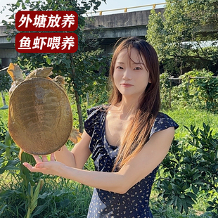 改价链接甲鱼活体外塘放养仿野团鱼水鱼