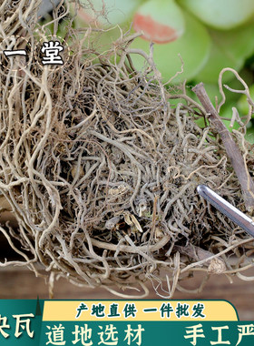 四块瓦剪草四叶对四对草