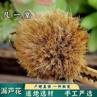 【凡一堂】中药材漏芦花 漏卢花 干货漏芦花 莱芙蓉 新货正品