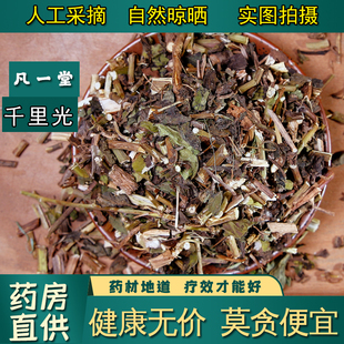 【凡一堂】千里光 中草药 千里光中药材 千里光草药精选