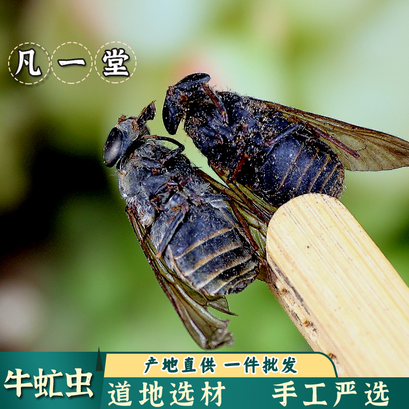 虻虫中药材牛虻牛牤虫