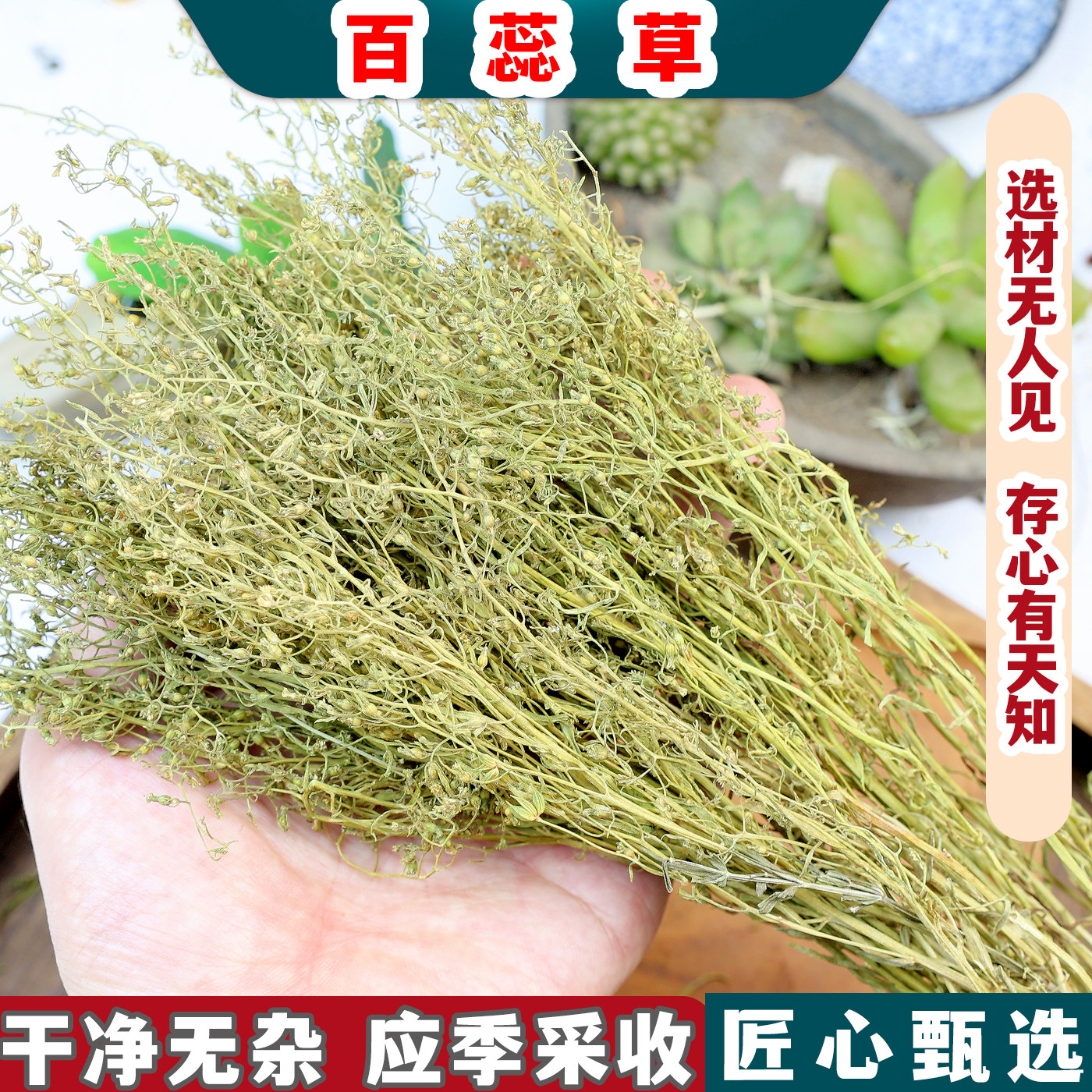 百蕊草中药材 百乳草青龙草正品新货地石榴草檀 小草细须草