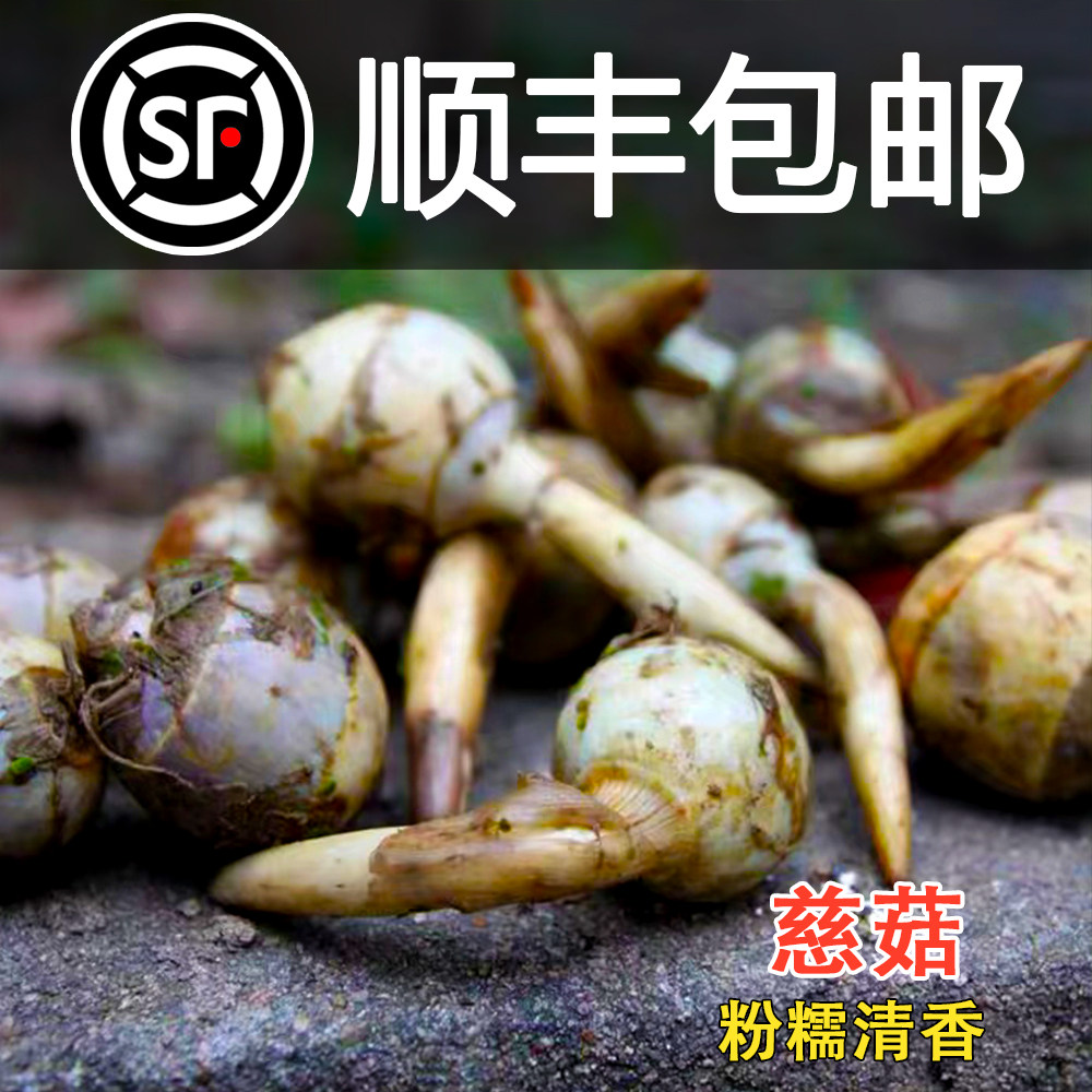 【顺丰包邮】苏北新鲜白慈姑茨菰 茨菇白马蹄慈姑新鲜蔬菜