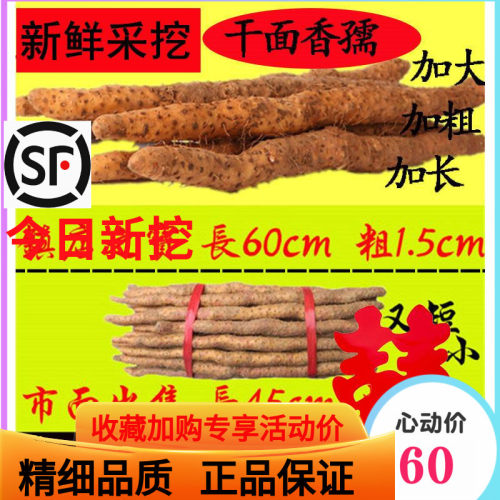 河南焦作温县正宗垆土铁棍山药