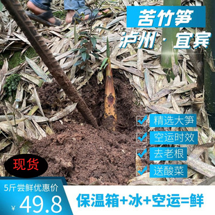 泸州现货新鲜苦竹笋叙永乐山夹江甜苦笋5斤装正宗宜宾深山苦笋