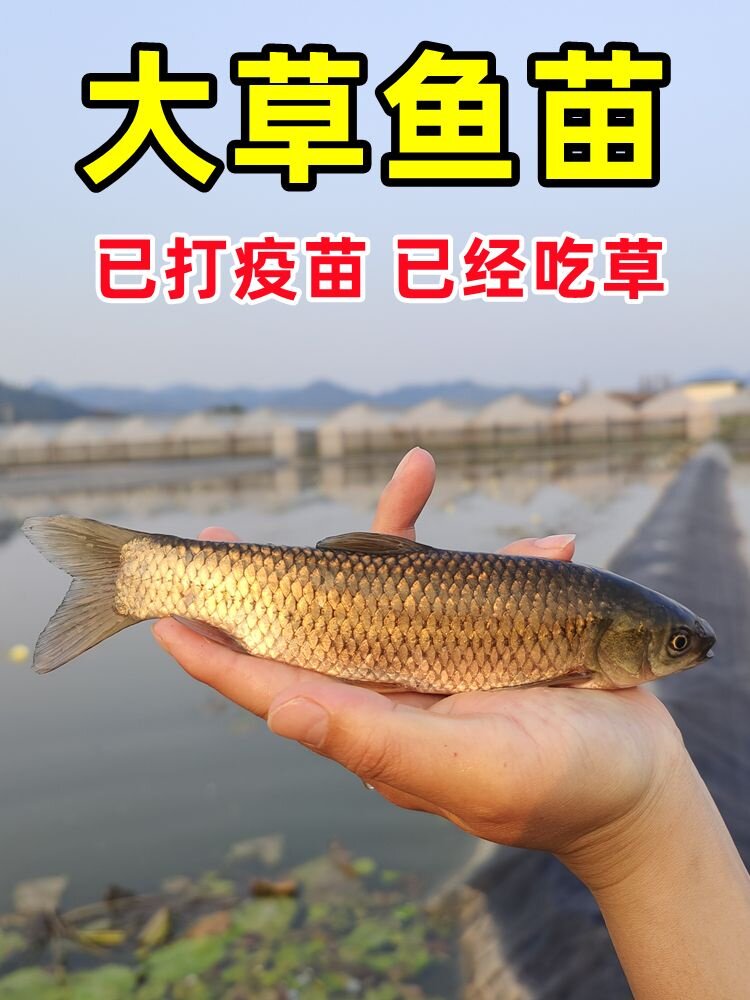 草鱼苗特大一斤半草鱼苗淡水养殖食用脆肉皖鱼好养小鱼苗活鱼