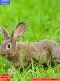 兔子活体大型肉兔苗繁殖种兔兔子活物月月兔比利时白兔花巨兔苗