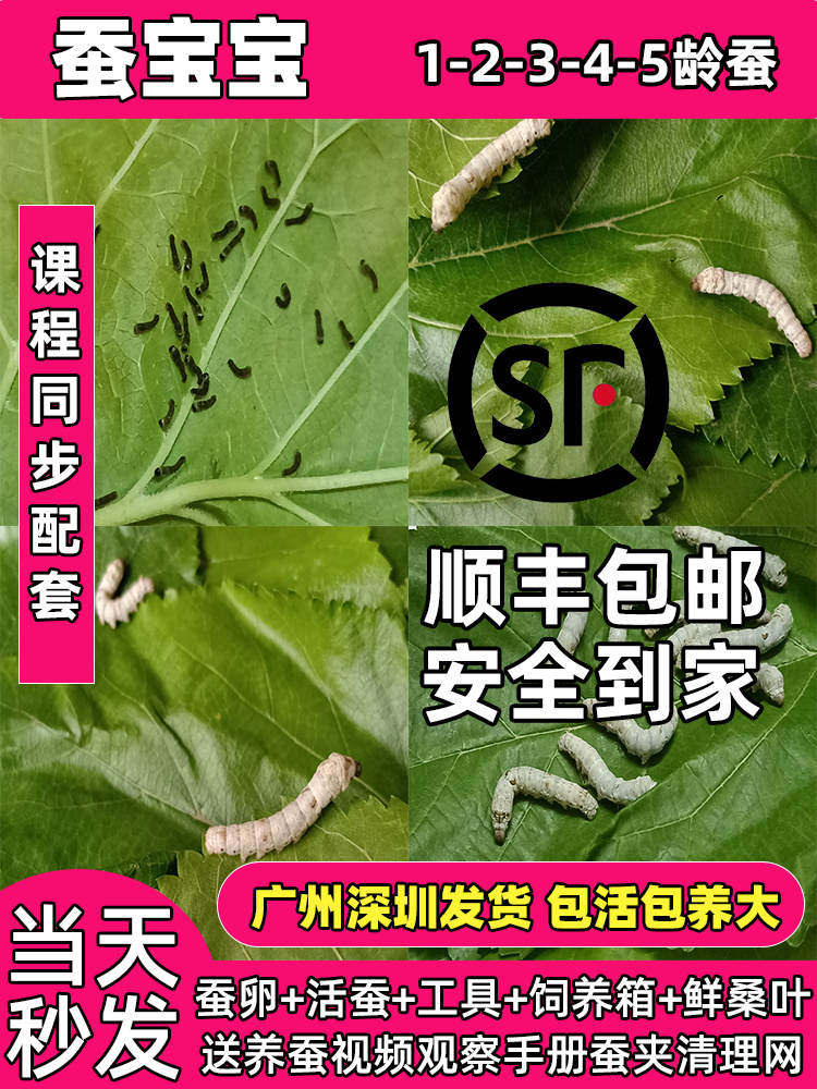 蚕宝宝活物幼蚕活体学生养蚕套装七彩蚕春蚕蚕卵1龄234龄新鲜桑叶