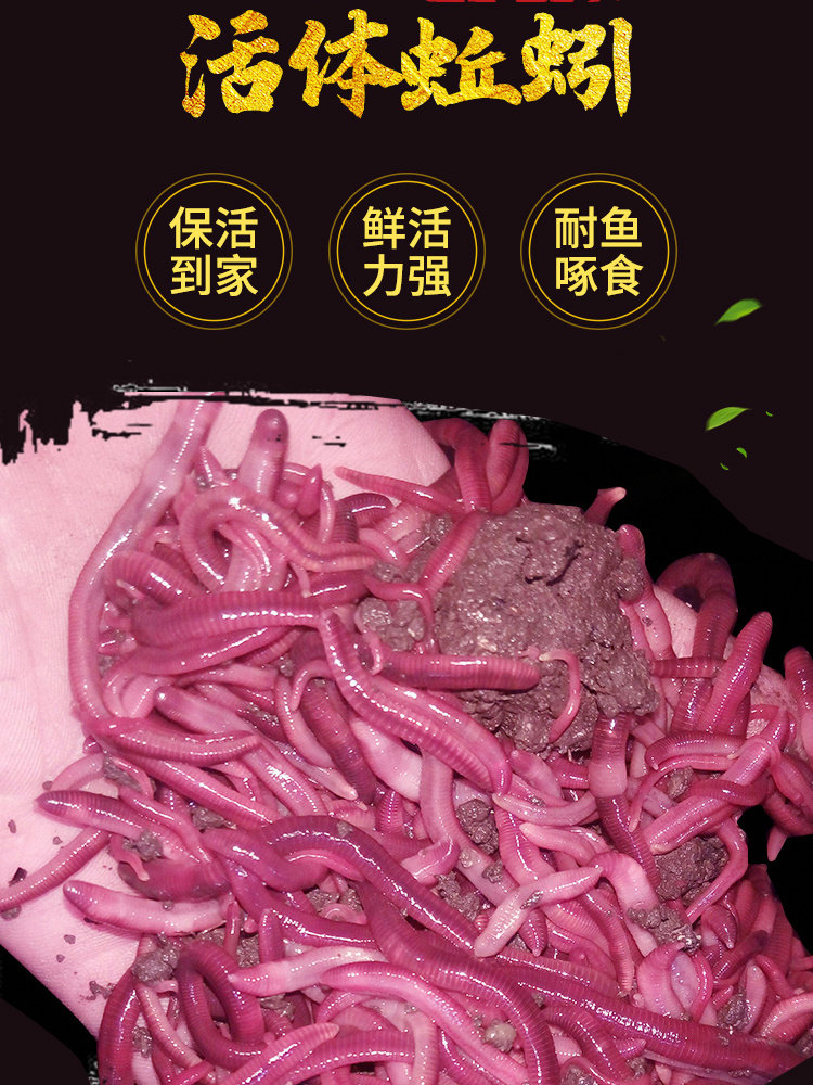蚯蚓活饵种苗特大号钓鱼垂钓鲫鱼活饵/谷麦饵等饵料